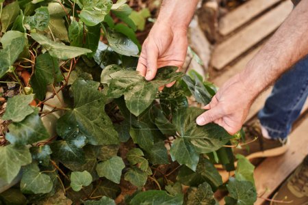 zugeschnittene Ansicht des Gärtners, der frische Blätter am Strauch im Gewächshaus untersucht, Mann, der frisches Laub berührt