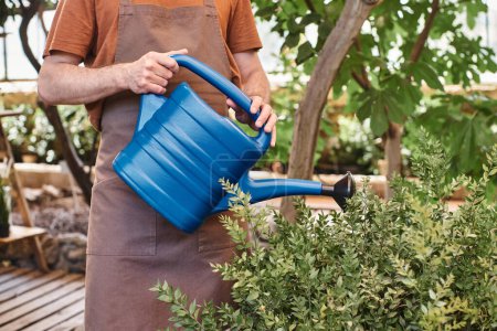 cropped shot of gardener in linen apron watering green bush with blue watering can in greenhouse