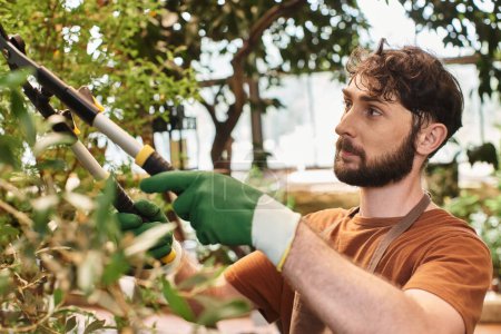 handsome gardener in linen apron cutting branch on tree with big secateurs in greenhouse