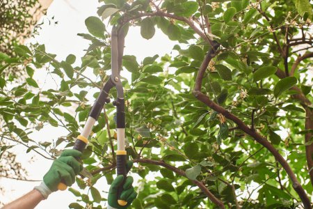 abgeschnittener Schuss Gärtner in Handschuhen schneidet Ast an Baum mit großer Gartenschere im Gewächshaus