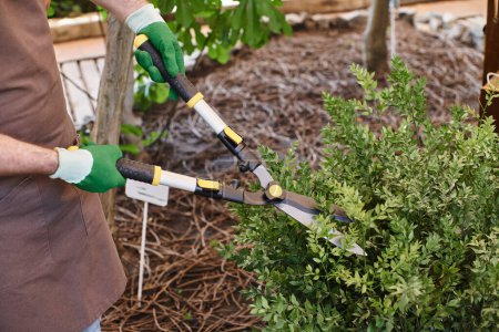 cropped shot, gardener in linen apron trimming green bush with big gardening scissors in greenhouse
