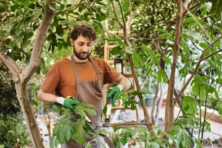 Jardinero barbudo en guantes y delantal recortando arbusto verde con grandes tijeras de jardinería en invernadero