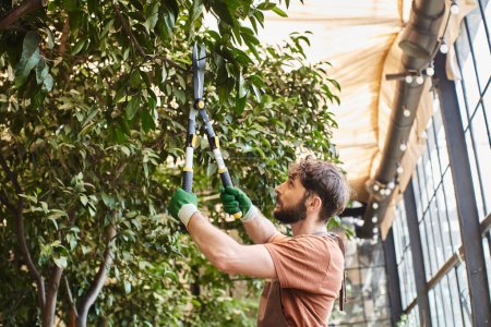 handsome gardener in gloves and apron cutting branch on tree with big secateurs in greenhouse