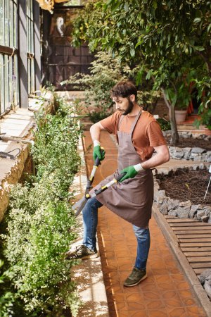 bärtiger Gärtner in Handschuhen und Schürze schneidet Strauch mit großer Gartenschere im Gewächshaus