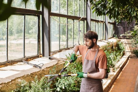 Foto de Jardinero barbudo en guantes y delantal recortando arbusto verde con grandes tijeras de jardinería en invernadero - Imagen libre de derechos