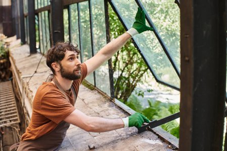 good looking bearded gardener in gloves and linen apron opening window in modern greenhouse