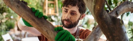 hermoso jardinero barbudo en guantes examinando árbol en invernadero moderno, pancarta de horticultura