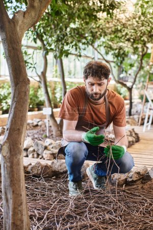 schöner bärtiger Gärtner in Handschuhen und Schürze begutachtet trockene Zweige unter Bäumen im modernen Gewächshaus