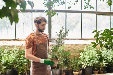 handsome and bearded gardener in gloves and linen apron holding potted plant in greenhouse