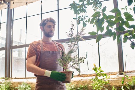 Téléchargez les photos : Beau jardinier barbu en gants et tablier de lin tenant une plante en pot en serre - en image libre de droit