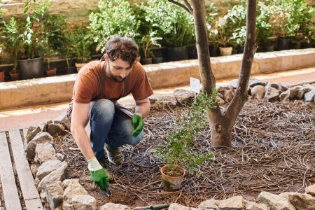 schöner bärtiger Gärtner in Handschuhen und Schürze Pflanze verpflanzen und Erde im Gewächshaus graben