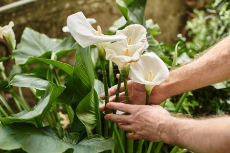 abgeschnittene Ansicht des Gärtners, der weiße Blumen berührt, während er im Gewächshaus arbeitet, Konzept des grünen Daumens