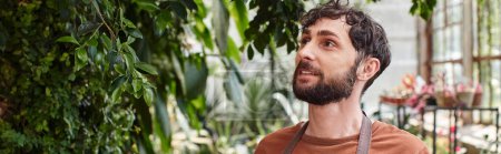 handsome and bearded gardener in apron looking at green foliage on tree in greenhouse, banner