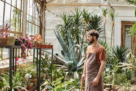 hermoso y barbudo jardinero en delantal de lino mirando plantas verdes en rack en invernadero