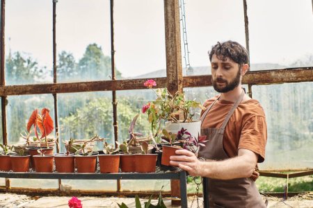 good looking and bearded gardener in linen apron examining plant near rack in greenhouse