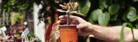 recortado tiro de jardinero poner maceta planta en rack en invernadero, banner concepto de horticultura