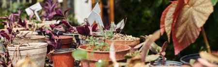Téléchargez les photos : Bannière de feuilles vertes sur les plantes à l'intérieur des pots sur rack en serre, concept de jardinage - en image libre de droit