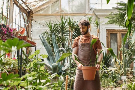 schöner bärtiger Mann in Leinenschürze, der mit Pflanzen im Gewächshaus arbeitet, professioneller Gärtner