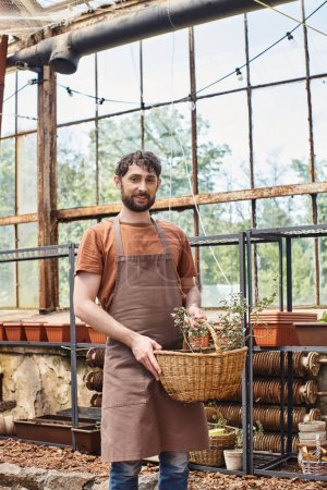 Téléchargez les photos : Heureux et barbu jardinier dans tablier tenant panier en osier avec plante en serre, professionnel - en image libre de droit