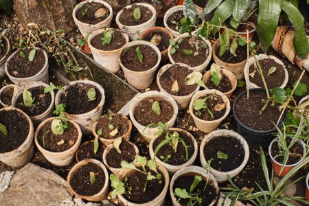 Téléchargez les photos : Vue de dessus des pousses vertes dans le sol à l'intérieur des pots à l'intérieur de la serre, plantes en pot nourrissant - en image libre de droit