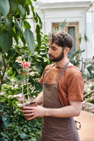 handsome and bearded gardener in linen apron holding potted plant with flower in greenhouse, orchid