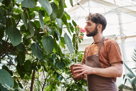 hermoso y barbudo jardinero en delantal de lino que sostiene la planta en maceta en invernadero, orquídea oliendo