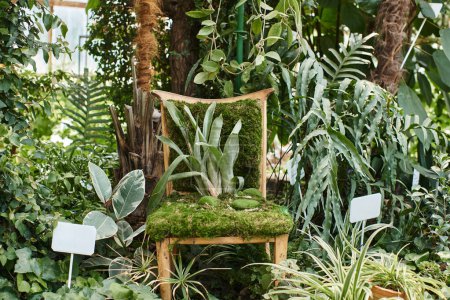 plante verte poussant à partir de chaise en bois à l'intérieur de la serre, feuillage frais et concept horticole