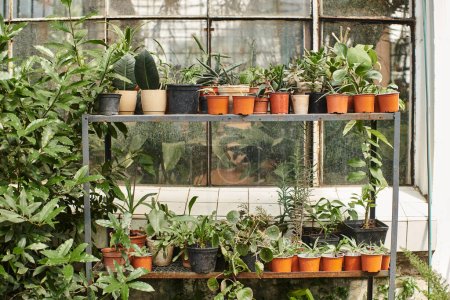 plants with green leaves in flower pots standing on rack inside of greenhouse, horticulture concept