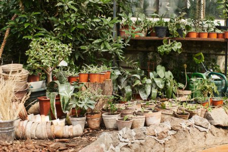 plantas con hojas verdes en macetas dentro del invernadero, concepto de horticultura
