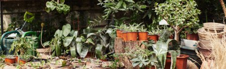 Téléchargez les photos : Bannière de plantes aux feuilles vertes dans des pots de fleurs à l'intérieur de la serre, concept horticole - en image libre de droit