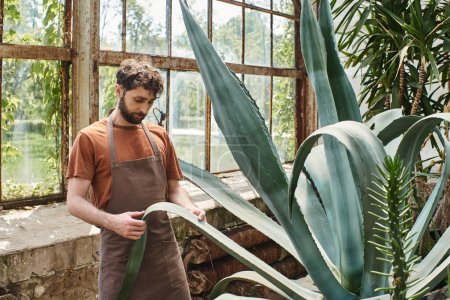 handsome and bearded gardener in apron checking leaves of aloe vera plant in greenhouse, earth care