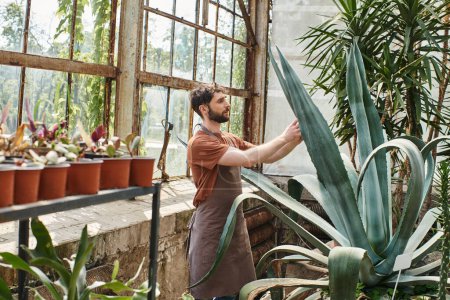 handsome and bearded gardener in apron checking leaves of aloe vera plant in greenhouse, eco care