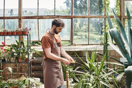 handsome and bearded gardener in apron checking leaves of plant in greenhouse, green thumb