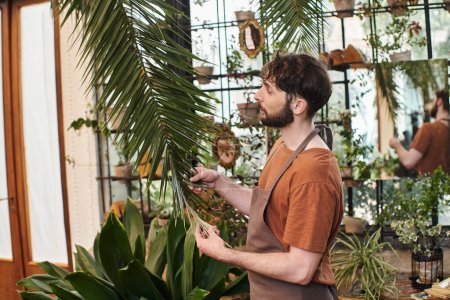 Téléchargez les photos : Beau et barbu jardinier dans tablier vérifier les feuilles de la plante en serre, pouce vert - en image libre de droit
