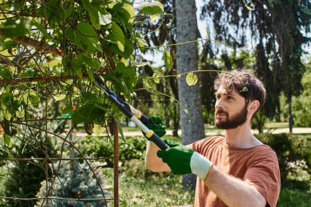 bearded gardener in gloves cutting twigs on green tree with big gardening scissors