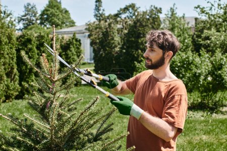 Jardinero barbudo en guantes recortando abeto con grandes tijeras de jardinería mientras trabaja al aire libre