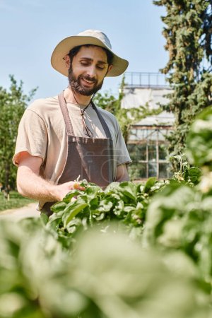 bearded gardener in sun hat and linen apron examining green leaves of bush while working outdoors