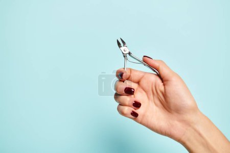 silver nail clipper in hand of young unknown female model with nail polish on vibrant blue backdrop