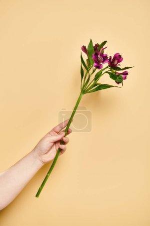 object photo of fresh lilies in hand of unknown woman with nail polish on pastel yellow backdrop
