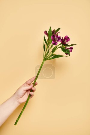 Objektfoto von schönen Lilien in der Hand einer unbekannten Frau mit Nagellack auf pastellgelbem Hintergrund