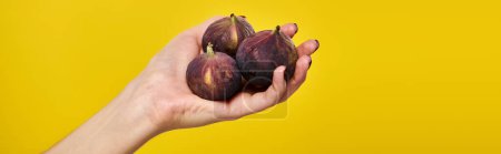 object photo of fresh organic figs in hand of young unknown woman on vibrant yellow backdrop, banner