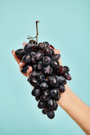 object photo of organic delicious grapes in hand of unknown young woman on vivid blue backdrop