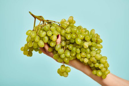 objeto foto de uvas verdes frescas en la mano de joven modelo femenino desconocido sobre fondo azul