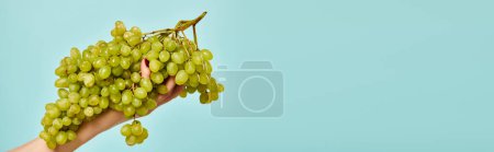 object photo of juicy delicious green grapes in hand of unknown female model on vivid blue backdrop