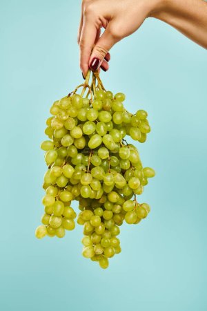 Foto de Objeto foto de uvas verdes jugosas frescas en la mano de mujer desconocida con esmalte de uñas sobre fondo azul - Imagen libre de derechos