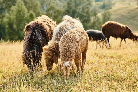 lebendige Rinder von braunen und schwarzen Schafen und Lämmern, die frisches Gras weiden, während sie in grünen landschaftlichen Feld