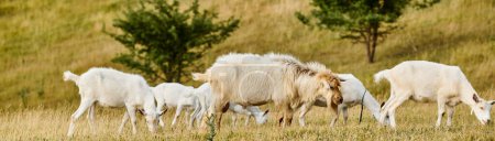 ogromne bydło żywe słodkie kozy wypas świeżych chwastów i trawy podczas gdy w zielonym malowniczym polu, sztandar