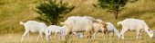 huge cattle of vivid cute goats grazing fresh weeds and grass while in green scenic field, banner Poster #700570148