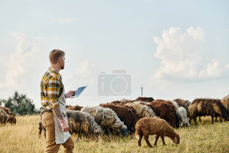 Téléchargez les photos : Fermier attrayant avec barbe et tatouages en utilisant une tablette pour analyser son bétail de moutons et d'agneaux - en image libre de droit