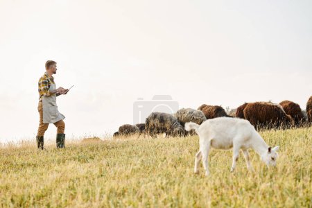 granjero moderno guapo con barba y tatuajes usando tableta para analizar su ganado de ovejas y cabras